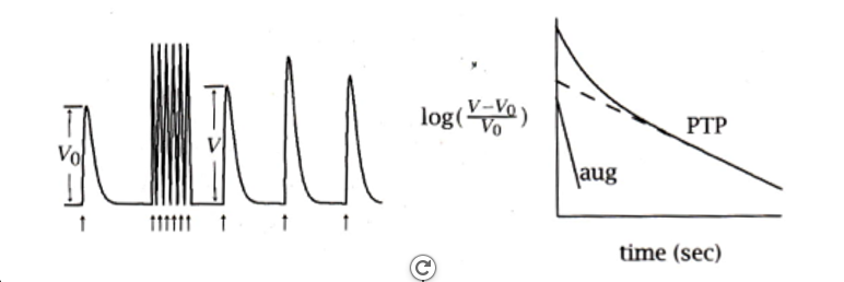 <ul><li><p><span style="font-family: "Helvetica Light";">strong stimuli (such as a tetanizing shock) can induce an additional form of short-term plasticity that lasts for tens of minutes.</span></p><ul><li><p>post -tetanic potentiation</p></li><li><p>augmentation</p></li></ul></li></ul><p></p>