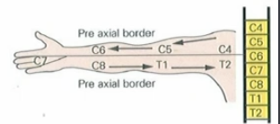 <p>C8</p>