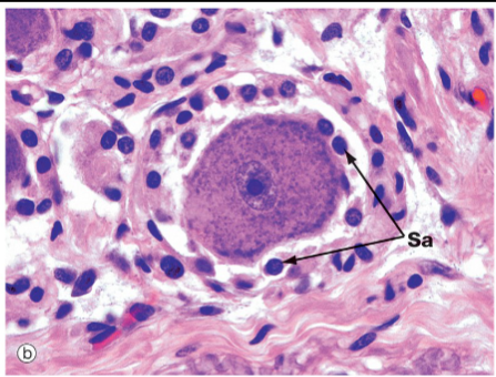 <p>small, flat cells that surround neurons of (PNS) ganglia; Soma structural support; insulate neurons; reg. exchange of metabolic substances</p>