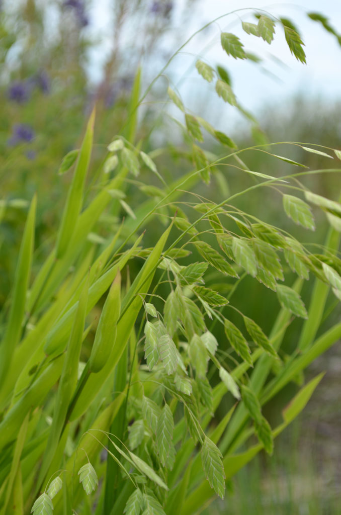 <p>Poaceae</p><p>flat oat seed that droops</p><p>opposite arrangement</p><p>parallel veins - lanceaolate leaf</p><p>minute serrations</p>
