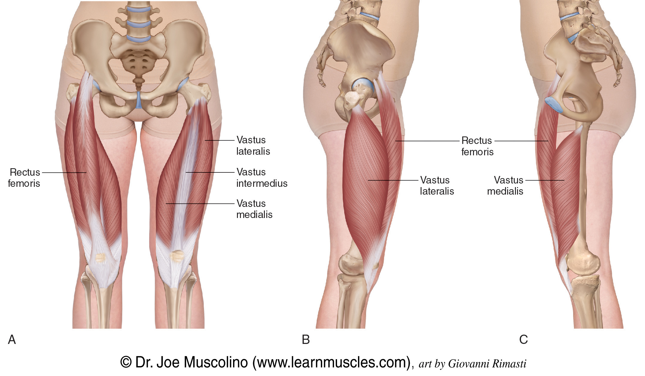 <ul><li><p>the strongest muscle of the human body</p></li><li><p>consists of 4 individual muscles:</p><ul><li><p>rectus femoris</p></li><li><p>vastus medialis</p></li><li><p>vastus intermedius</p></li><li><p>vastus lateralis</p></li></ul></li><li><p>out of the 4, only rectus femoris crosses both the hip and knee joints, the others only cross the knee joint</p></li><li><p>they vary in origin but all 4 share a common quadriceps femoris tendon which inserts into the patella</p></li><li><p>extends the leg at the knee joint and flexes the thigh at the hip joint</p></li></ul><p></p>