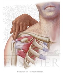 <p>name area of palpation</p>