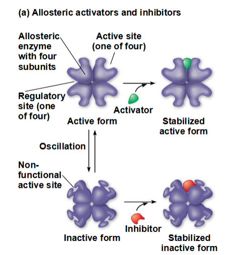 <p>De meeste allosterisch gereguleerde enzymen bestaan uit polypeptidesubeenheden, die elk hun eigen actieve centrum hebben</p><p><span data-name="black_small_square" data-type="emoji">▪</span> Het enzymcomplex kent een actieve en een inactieve vorm</p><p><span data-name="black_small_square" data-type="emoji">▪</span> Door de binding van een activator wordt de actieve vorm van het enzym gestabiliseerd</p><p><span data-name="black_small_square" data-type="emoji">▪</span> Door de binding van een remmer wordt de inactieve vorm van het enzym gestabiliseerd</p>
