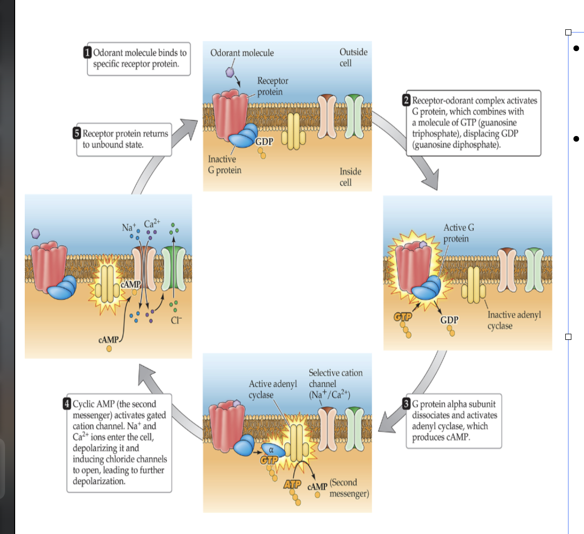 <p>What is the Mechanism of Action of Odorant Molecules in Air?</p>
