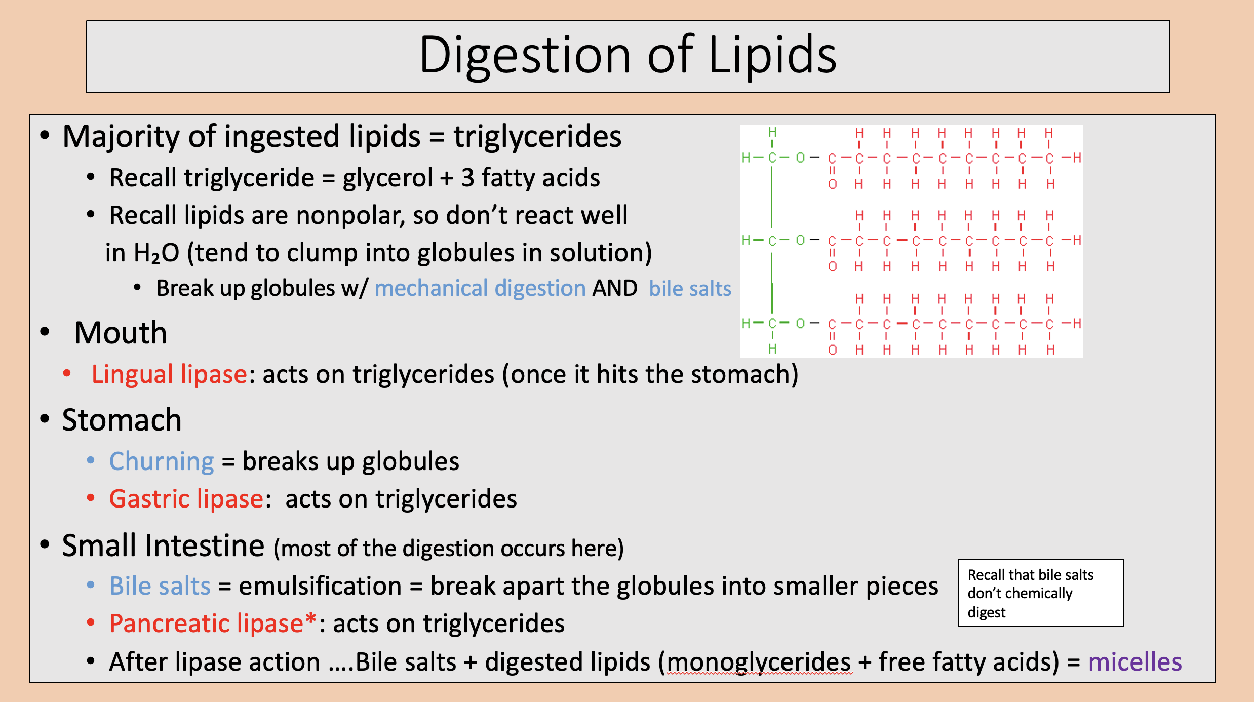 <p>triglyceride</p>