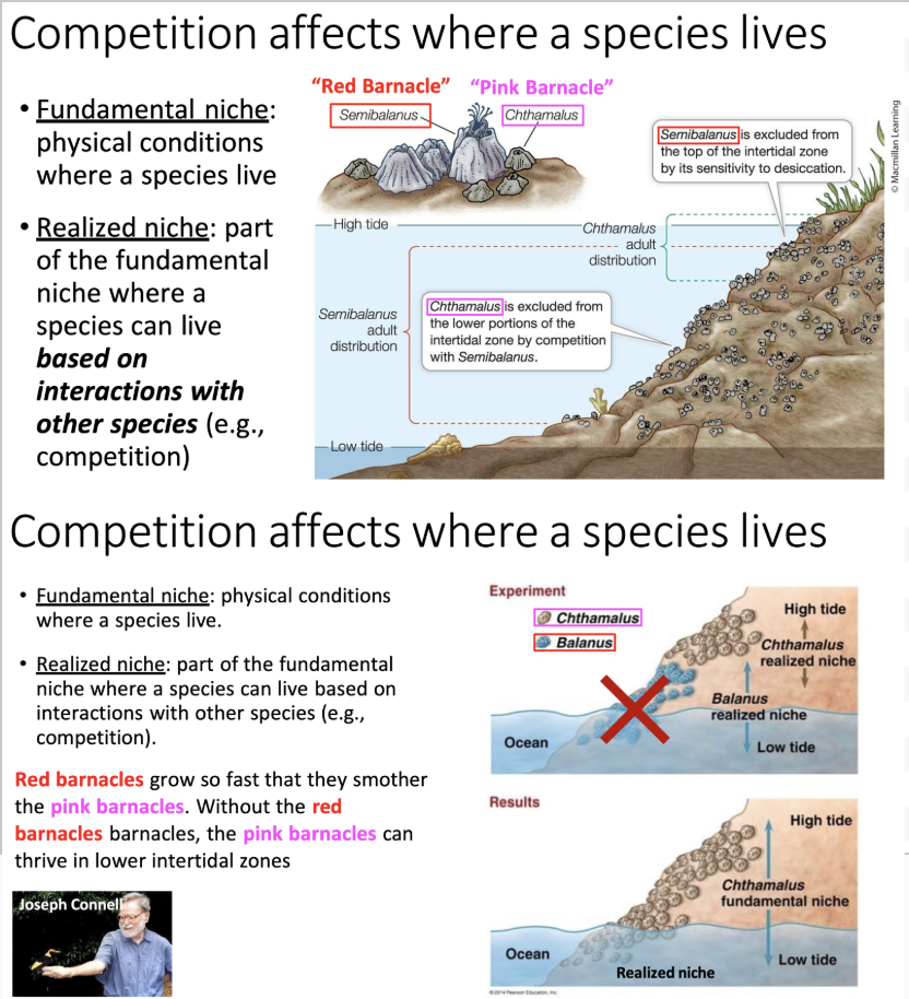 <ul><li><p>Competition’s impact on habitat</p><ul><li><p><strong>Fundamental niche</strong>: physical conditions where a species live</p></li><li><p><strong>Realized niche</strong>: part of the fundamental niche where a species lives based on competition</p><ul><li><p>“<span>Fundamental niche for her is when her husband isn’t home. Her realized niche is when he is home excluding his room where he plays video games. Live within an intertidal zone. Red larger in the low tidal zone”</span></p></li></ul></li></ul></li><li><p>Example: barnacles!</p><ul><li><p>A species of barnacles (red) grow so fast that they interfere with another species of barnacles (pink)</p></li><li><p>If we remove the red barnacles, we find out that pink barnacles can thrive in low intertidal zones (this zone is a part of their fundamental niche!)</p><ul><li><p>“<span>Without the larger red ones that smother growth, the pink ones can compose the entirety of the intertidal zone.”</span></p></li></ul></li></ul></li></ul><p></p>