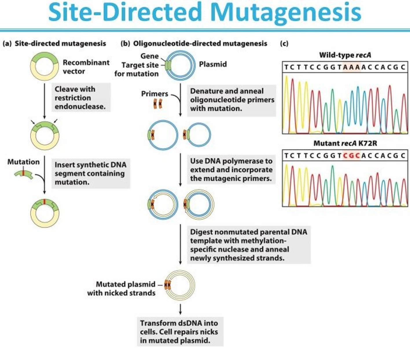 <p>Cloning techniques can be used not only to overproduce proteins but to produce protein products subtly altered from their native forms. Specific amino acids may be replaced individually by site-directed mutagenesis. This powerful approach to studying protein structure and function changes the amino acid sequence of a protein by altering the DNA sequence of the cloned gene. If appropriate restriction sites flank the sequence to be altered, researchers can simply remove a DNA segment and replace it with a synthetic one that is identical to the original except for the desired change.</p>