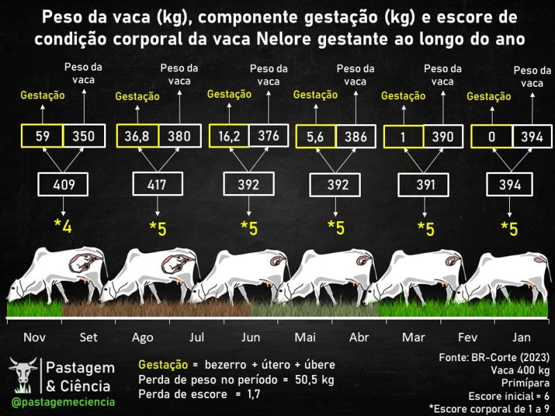 <p>A gestação bovina dura em média 283 dias ( cerca de 9 meses e meio) </p>