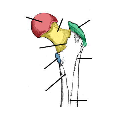 <p>Where is the trochanteric crest of the femur?</p>