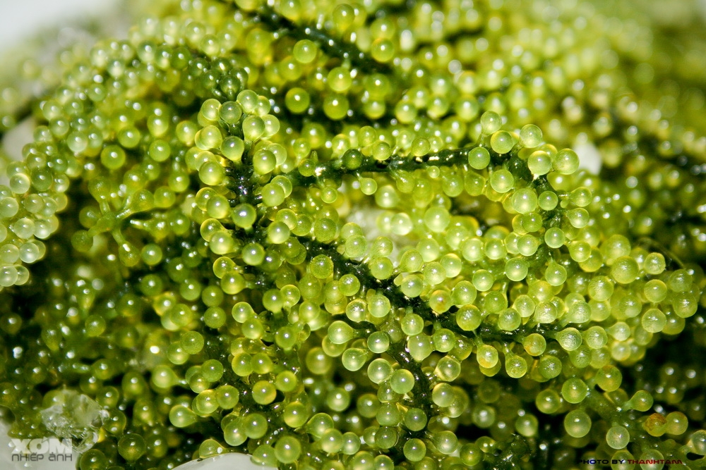 <p>Sea Grapes</p>
