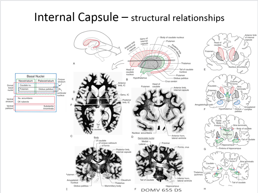 <p>Internal capsule </p><ul><li><p>Structural relationships</p></li><li><p>Thalamocortical projections</p></li></ul><p></p>