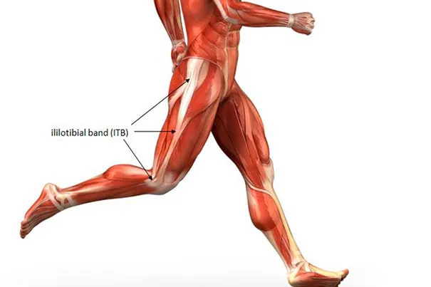 <p>Inserts on Gerdy's tubercle; released during valgus balancing.</p>