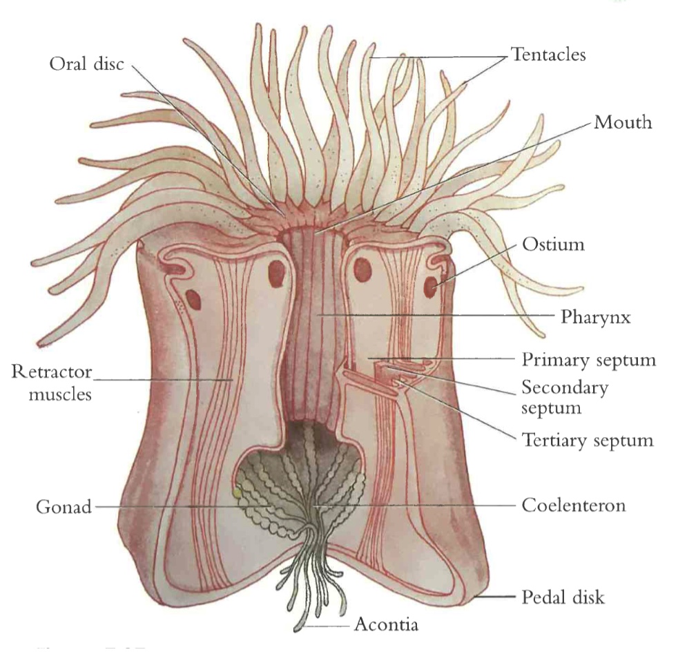 <p>the flat, circular top part that holds its mouth and its ringed by stinging tentacles</p>