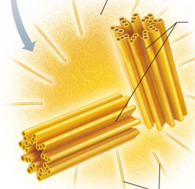 <p>what is the surrounding yellow called? </p>