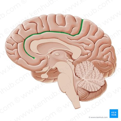 <p>the ridge above the cingulate gyrus </p>