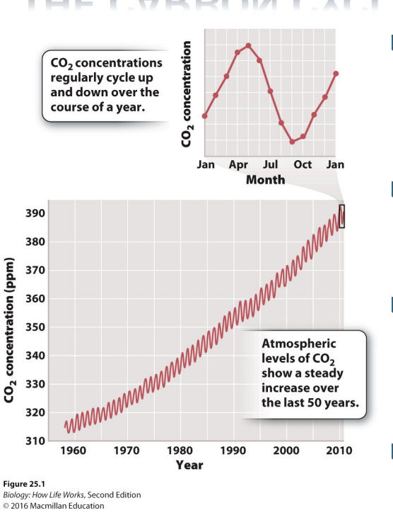 <ul><li><p>Record of atmospheric CO2 levels, as measured from Mauna Loa, Hawaii, from 1950s to 2010s</p><ul><li><p><span style="background-color: inherit; line-height: 19.55px; color: windowtext;">Above trees -> not getting atm averages from no local sources (houses etc)</span><span style="line-height: 19.55px; color: windowtext;">&nbsp;</span></p></li><li><p class="Paragraph SCXO199161676 BCX0" style="text-align: left;"><span style="background-color: inherit; line-height: 19.55px; color: windowtext;">Inc in carbon in atm</span><span style="line-height: 19.55px; color: windowtext;">&nbsp;</span></p></li></ul></li><li><p>Annual pattern with seasonal oscillations</p><ul><li><p>highest in early spring</p></li><li><p>lowest in early fall</p></li></ul></li><li><p>47 billion metric tons of CO2 enters and leaves atmosphere every year due to this annual pattern</p></li></ul><p></p>