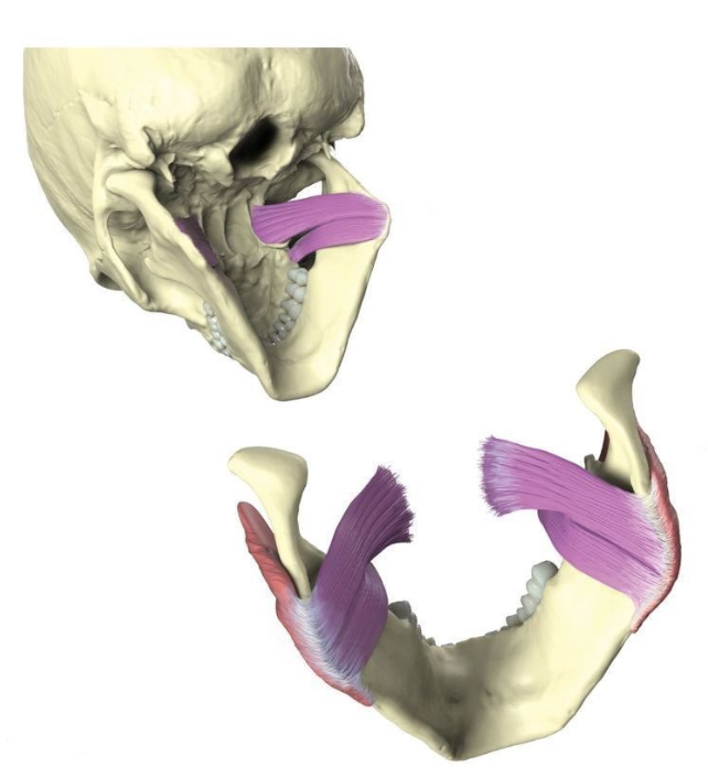 <p>Medial surface of the ramus and angle of the mandible.</p>