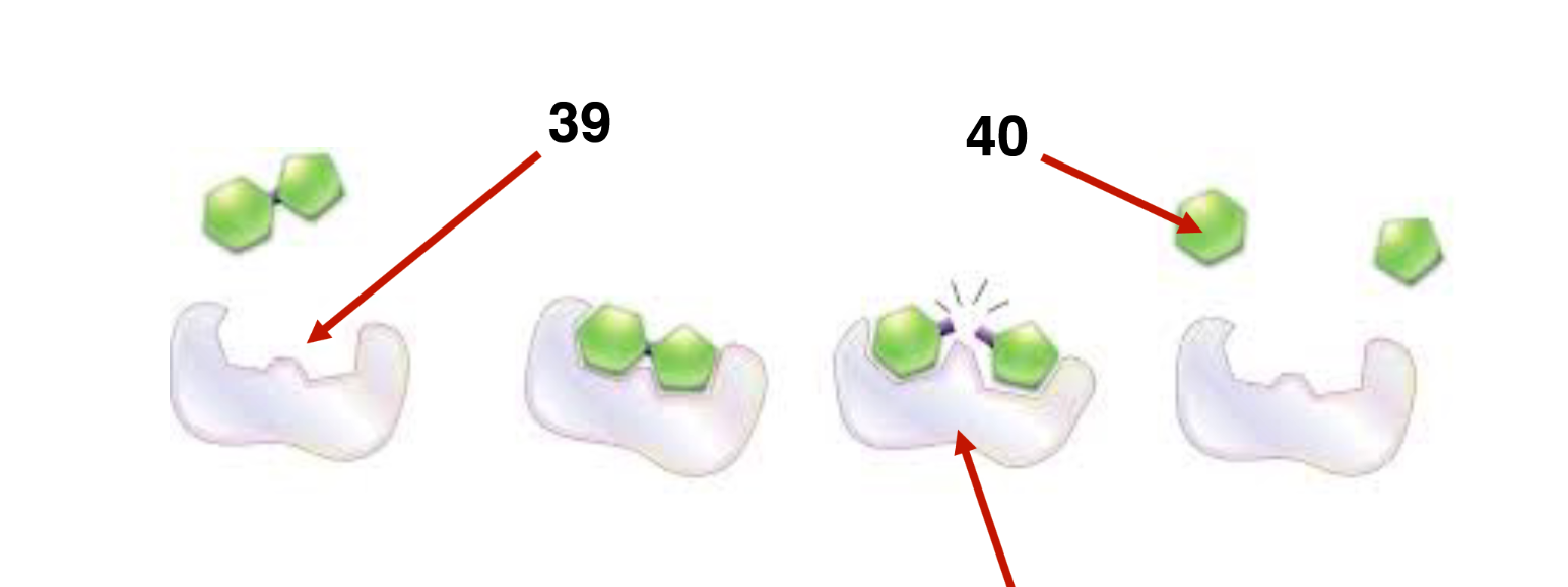 <p>39</p><p>40</p><p>41</p>