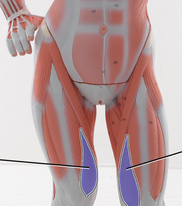 <p>Name the highlighted structure, function</p>