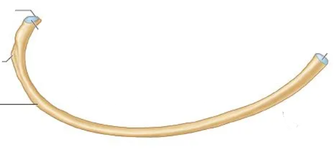 <p>what type of rib is this and what are the parts and what view of the rib is this</p>