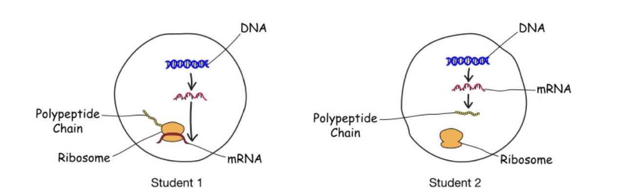 <p>Two students developed models to show how information in genes is expressed as proteins in prokaryotes. Which statement best explains which student created the model that is the most accurate representation of how information in genes is expressed as proteins in prokaryotes?</p><p>(A) Student 1, because is produced from the template. </p><p>(B) Student 1, because is translated into a polypeptide chain at the ribosome. </p><p>(C) Student 2, because is produced from the polypeptide chain. </p><p>(D) Student 2, because is translated into a polypeptide chain without ribosomes</p>