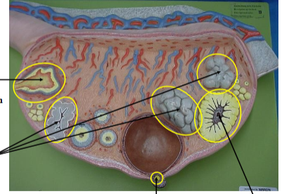 <p>Identify the small yellow dot. </p>
