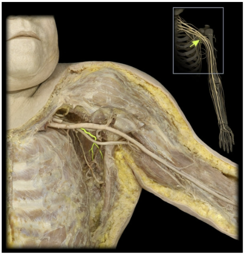 <p>What’s the spinal level of the lower subscapular nerve?</p>
