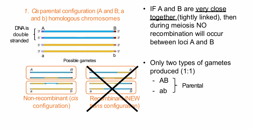 <p>Only parental gametes:</p><p>- AB</p><p>- ab</p><p>.</p><p>Ratio:</p><p>1:1</p><p>No recombinant Ab or aB gametes are produced.</p>
