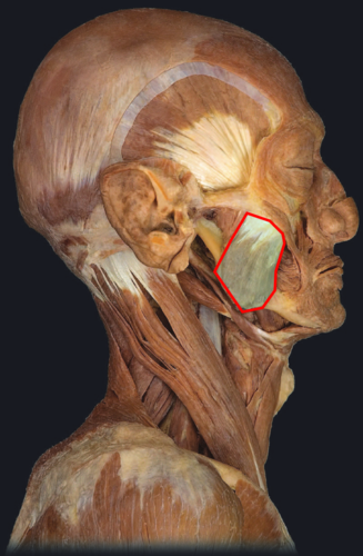 <p>PA of this muscle </p>
