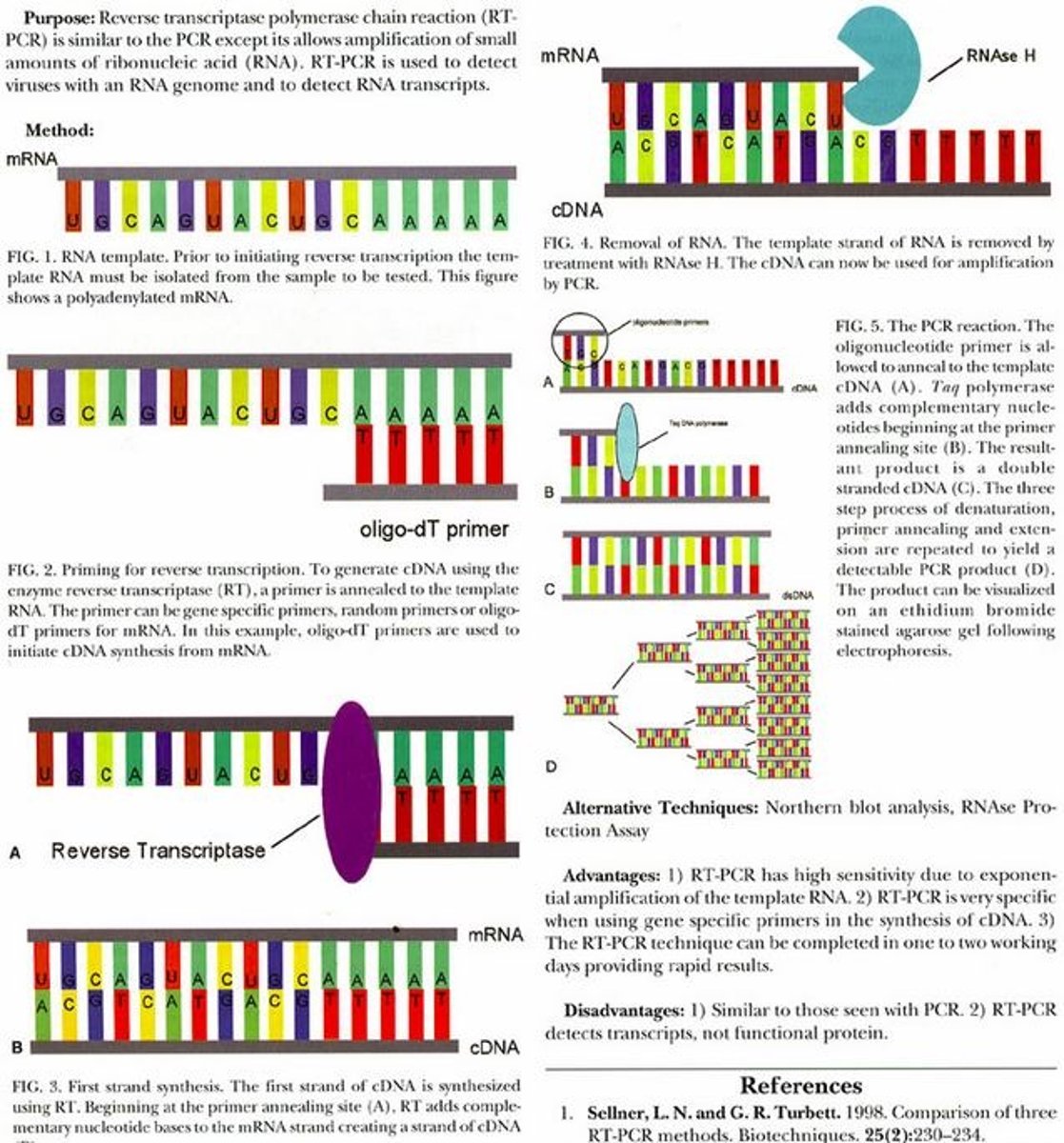 <p>used to amplify RNA sequences. first step uses reverse transcriptase to convert RNA to DNA</p>