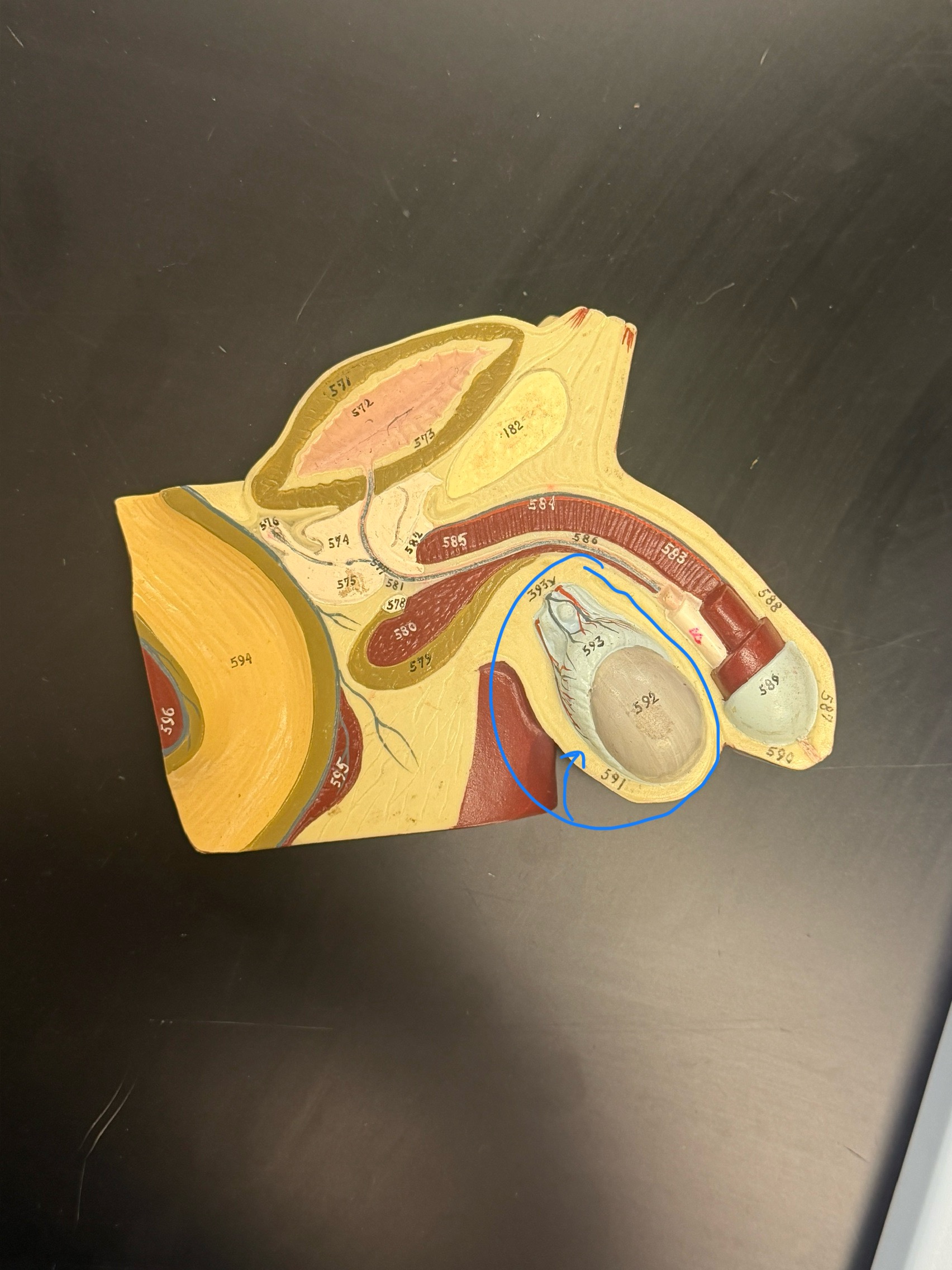 <p>name this structure</p>