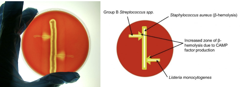 <p>listeria monocytogenes is CAMP ____.</p>