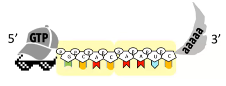 <p>last mRNA modification</p>