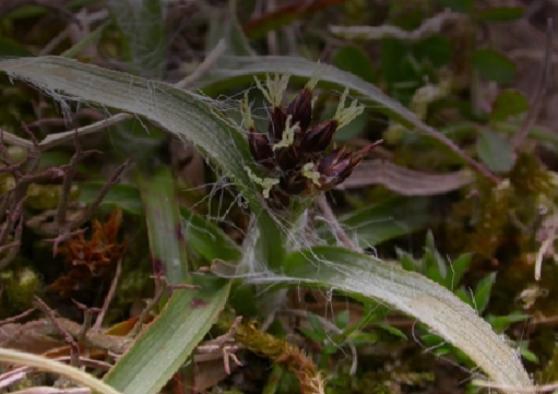 <p>hairy, grasslike leaves</p>