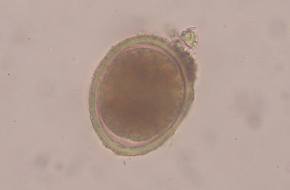 <p>Toxocara cati</p>
