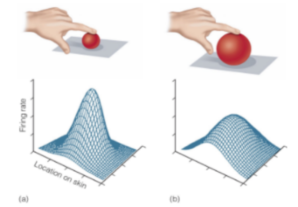 <p><u>for tactile object perception</u></p><p>the height of the profile indicates …</p><p>__</p><p>the profile will change when touching a stimulus w/ high-curvature (A) vs. low-curvature (B)</p><ul><li><p>^ explain</p></li></ul><p>conclusion?</p>