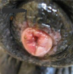 <p>What is this penis abnormality?</p>
