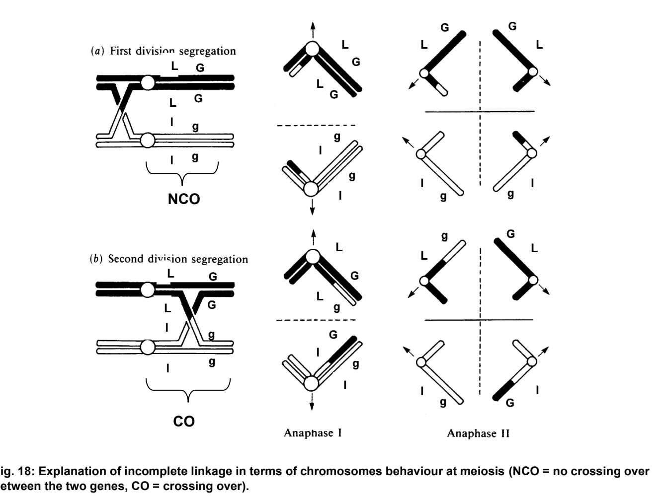 <p>What does incomplete linkage mean for the resulting phenotype?</p>