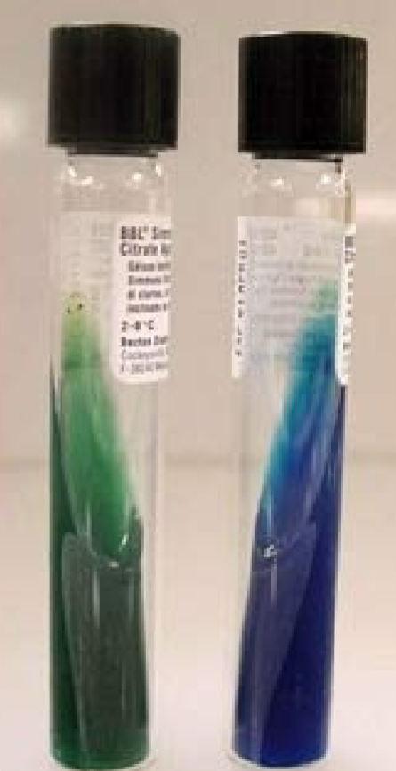 <p>Simmon’s Citrate Agar product?</p>