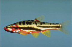 <p>Chrosomus oreas</p>