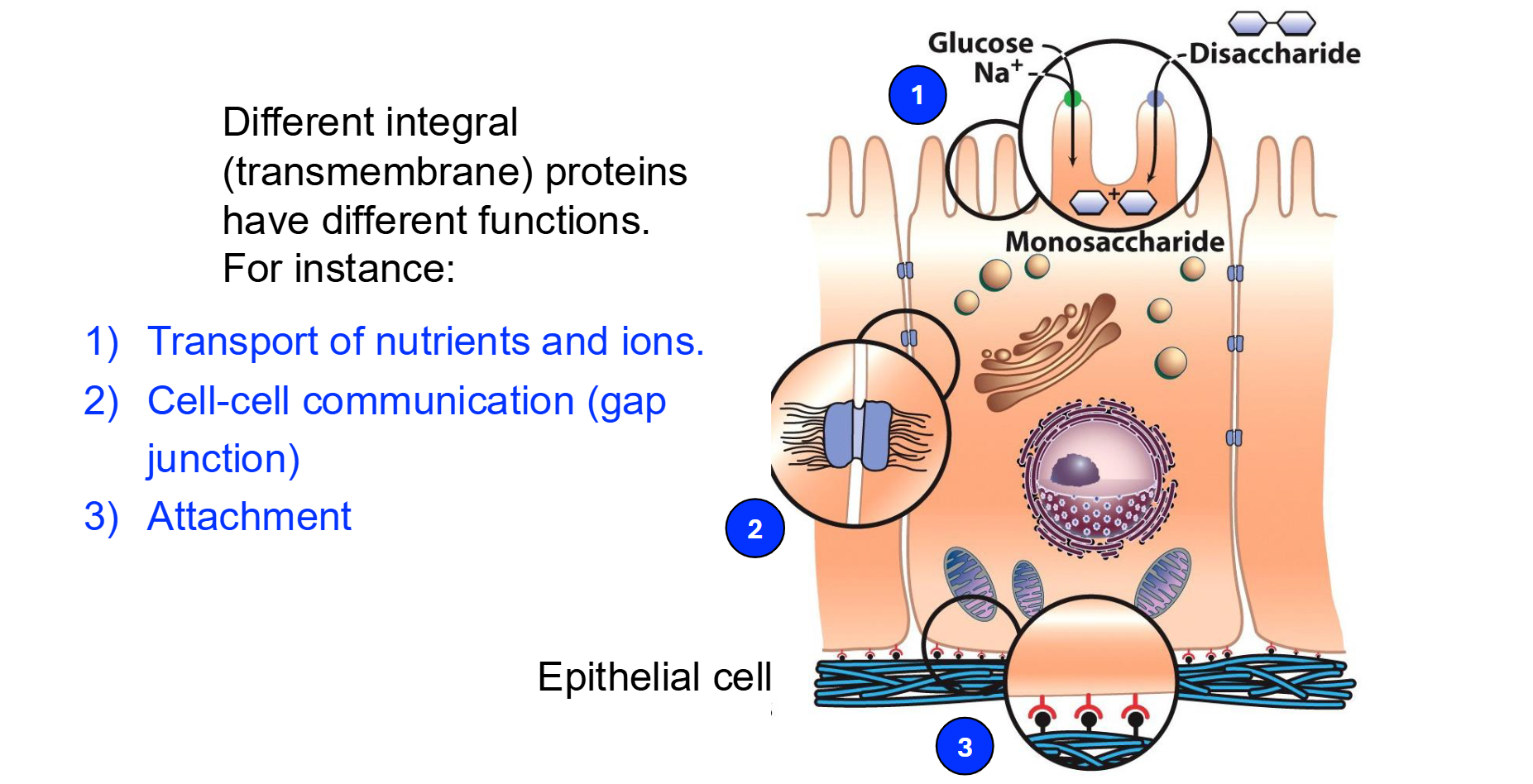 <ul><li><p><strong>Placement:</strong> They are permanently embedded in the bilayer; most are "transmembrane," spanning from one side to the other.</p></li><li><p><strong>Chemistry:</strong> They have hydrophobic regions that sit among the lipid tails and hydrophilic regions that face the water.</p></li><li><p><strong>Movement:</strong> They can move laterally within the fluid membrane (proven by the Frye-Edidin experiment).</p></li><li><p><strong>Removal:</strong> Because they are deeply embedded, they can only be removed by disrupting the entire bilayer (usually with detergents).</p></li><li><p><strong>Functions:</strong> Act as channels/transporters, signal receptors, and cell-recognition markers (glycoproteins).</p><ul><li><p><span>Facilitate the movement of </span><strong><mark data-color="rgba(0, 0, 0, 0)" style="background-color: rgba(0, 0, 0, 0); color: inherit;">polar molecules, ions, and large nutrients</mark></strong><span> across the hydrophobic lipid bilayer, which these substances cannot cross on their own</span></p></li></ul></li></ul><p></p>