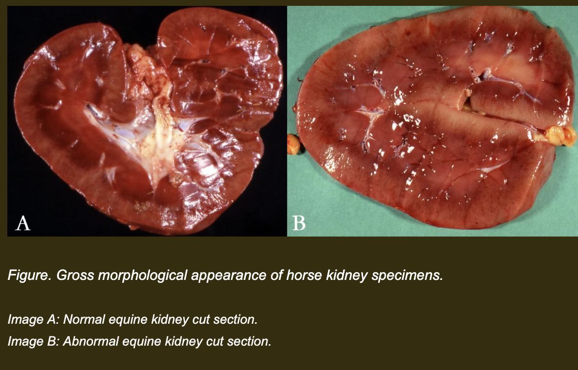 <p>You are examining equine kidneys during a necropsy laboratory. Three specimens are available: one normal kidney (Image A) and one abnormal kidney (Image B) from two different horses. Both are cut sections showing the parenchyma.</p><p></p><p><em>Image A: Normal equine kidney cut section. </em><span style="line-height: 10pt;"> </span></p><p><em>Image B: Abnormal equine kidney cut section.</em><span style="line-height: 10pt;"> </span></p><p></p><p>Before answering the questions, your team reviews Image A (normal kidney):</p><p>• The cortex is uniformly dark red-brown throughout</p><p>• The corticomedullary junction is clearly visible as a distinct boundary</p><p>• The surface is smooth and convex with no discrete lesions</p><p>• No pale areas, nodules, or depressions are present</p><p></p><p>Image B (abnormal kidney) — describe what you observe before answering.</p><p></p><p><strong>Which description best matches the gross appearance of Image B (the abnormal kidney) using standardized, neutral morphologic terminology — without interpreting the cause?</strong></p><p>a. The kidney is diffusely swollen and pale due to toxic or ischemic injury, which has caused loss of intracellular ion and fluid homeostasis resulting in severe cellular swelling.</p><p>b. The parenchyma is diffusely pale red-tan with a slightly bulging contour and rounded capsular margins. The change involves the entire organ without discrete separate lesions, with a moist, glistening texture.</p><p>c. The kidney contains multifocal to coalescing, well-demarcated, pale tan, raised nodules scattered throughout the cortex, giving the organ an irregular contour.</p><p>d. The kidney is diffusely expanded by severe edema and a purulent inflammatory exudate that obscures the normal architecture, indicating an acute bacterial infection.</p>