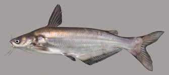 <p>Ictaluridae</p><p><span style="line-height: 115%;">Ictalurus furcatus (Blue catfish) </span></p>