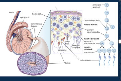 <p><span>•Spermatogonia are stems cells found at the periphery of seminiferous tubules.</span></p><p><span>•Interstitial cells (cells of Leydig) produce testosterone.</span></p><p><span>•Sustentacular (Sertoli) cells support and nourish developing sperm</span></p><p><span>•Divide by mitosis to produce two daughter cells</span></p><p><span>•One daughter cell differentiates into primary spermatocyte. Undergoes meiosis I to crossover maternal and paternal genetic material and meiosis II to produce four haploid spermatids (23 chromosomes in total).</span></p><p><span>•Testes produce specialised sperm with head/ acrosome, neck, and tail, but requires further maturation by rest of reproductive tract to become functional – process called capacitance.</span></p>