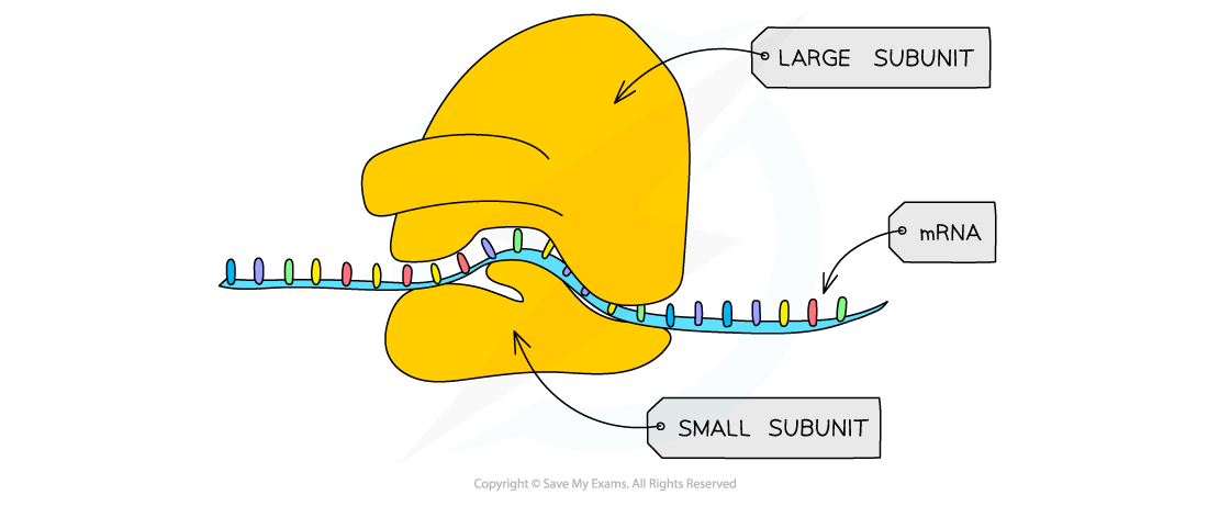 <p>What is the structure of ribosomes?</p>