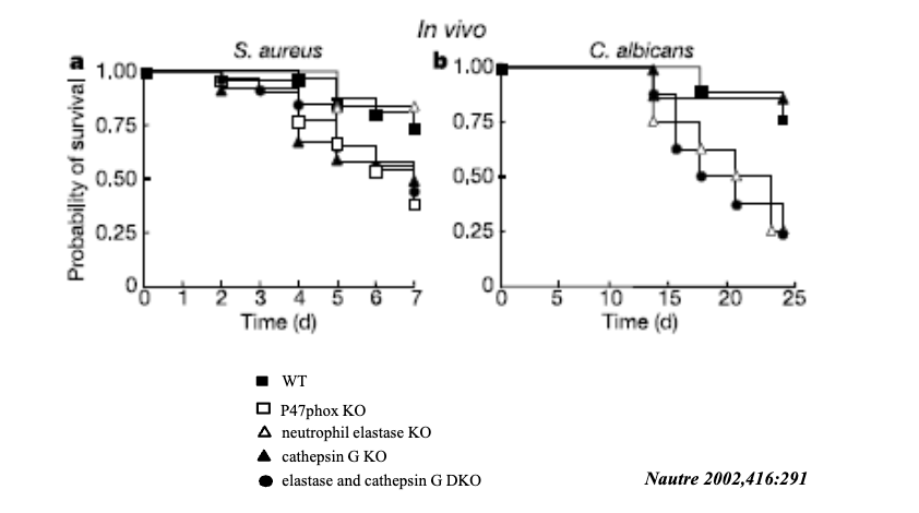 <p><span>more susceptible to Gram-positive bacterial infections</span></p><p>KO means knockout</p><p>elastase knockout is okay in gram+</p><p>but if not cathepsin (handle respiratory burst) struggles to maintain cell survival</p><p>intracellular relies more on non-oxidative that the gram-negative needs</p>