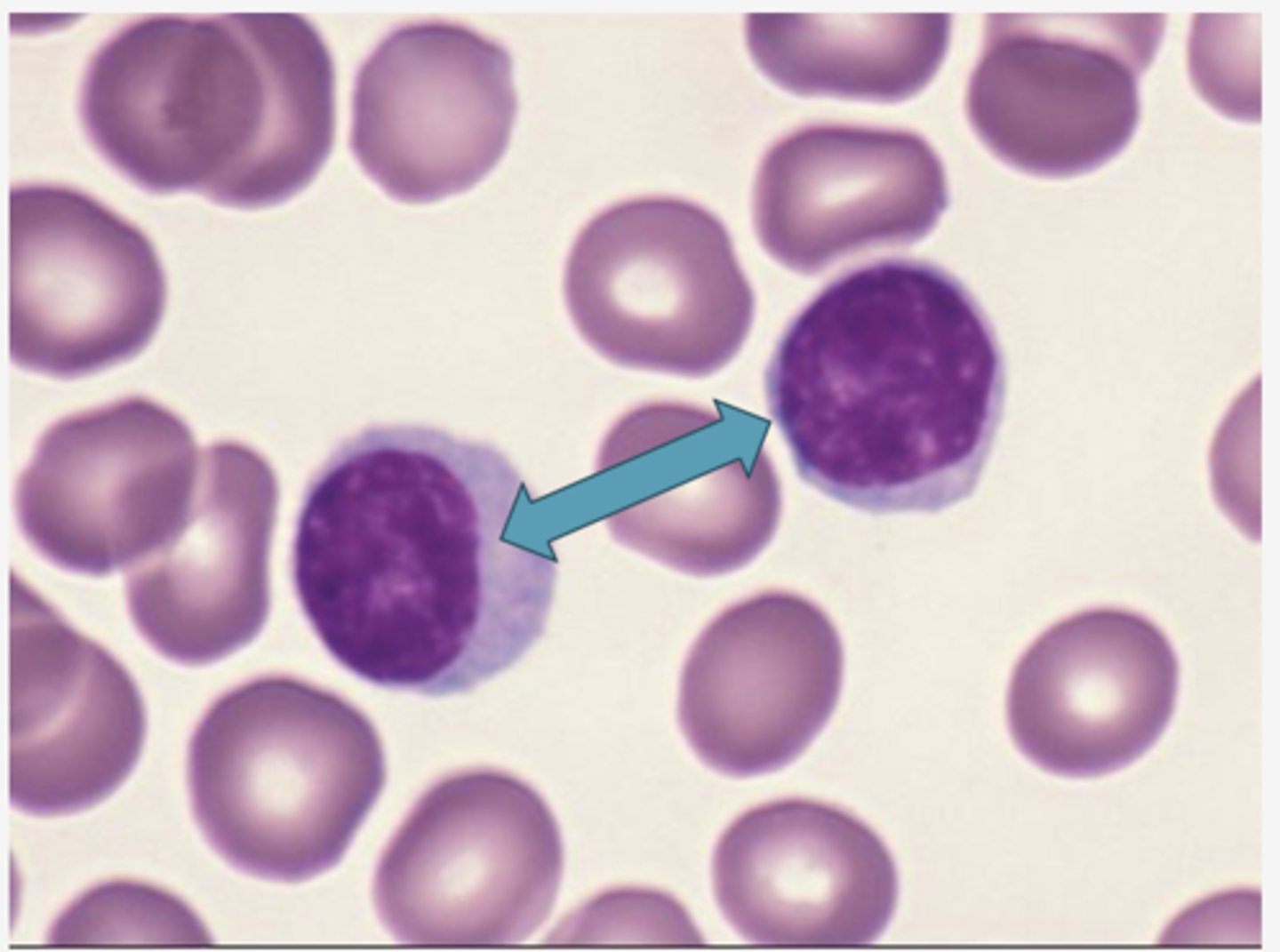 <p>Identify the blood formed elements</p>