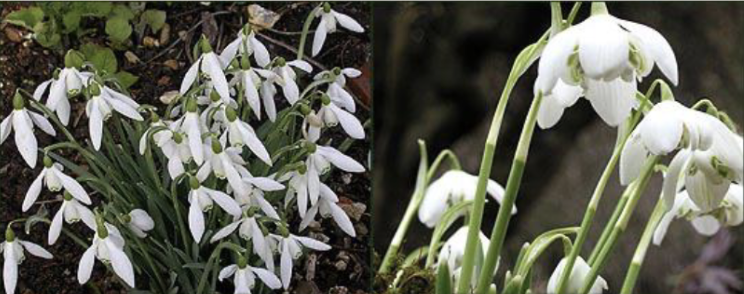 <p>Linear leaves<br>Apical green marks on petals</p>