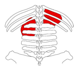 <p>medial to the spleen ventral to the last rib and transverse process of L1-3</p>