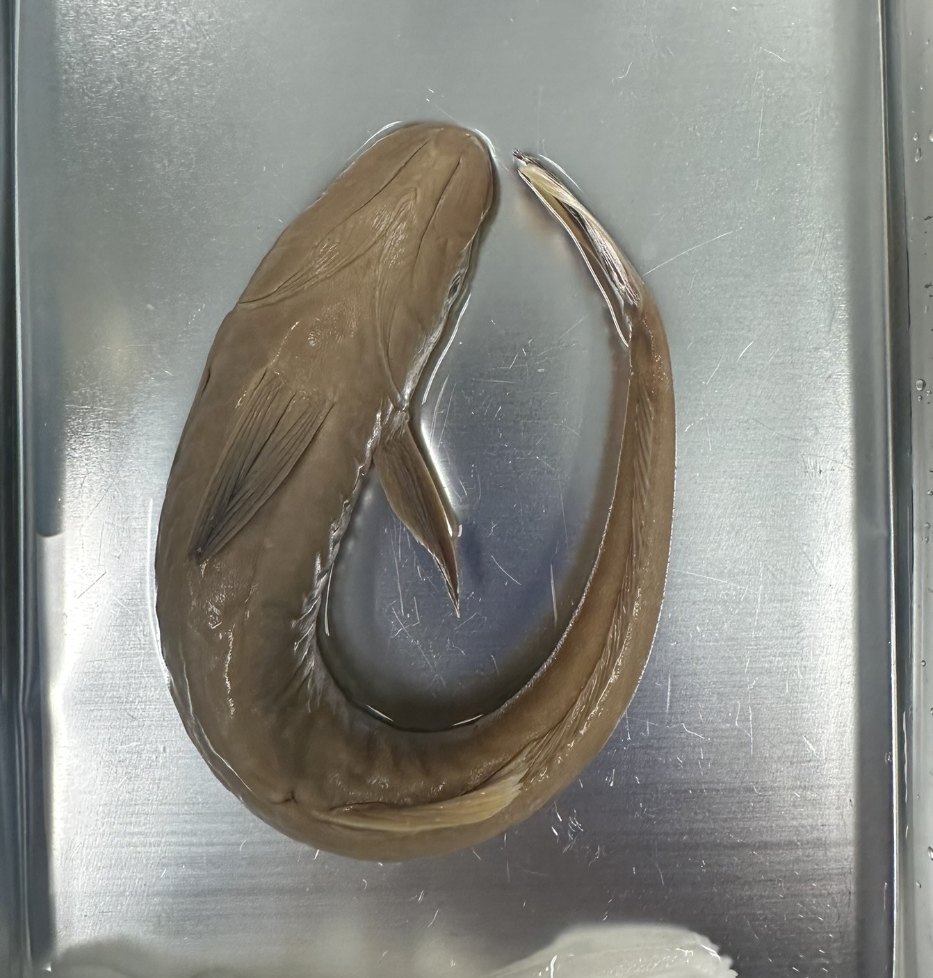 <p>Family Echeneidae (remoras) - <em>Echeneis naucrates</em></p>